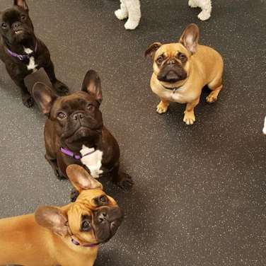 Group of dogs in Dogtopia playroom