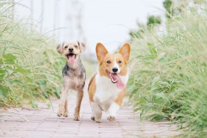 Two dogs walking beside each other on a bath with green bushes