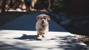 Lab puppy running on sidewalk