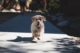 Lab puppy running on sidewalk