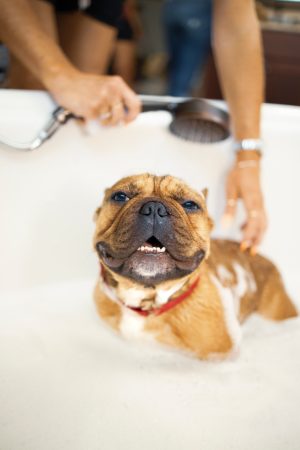 Dog getting bath