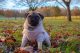 Dog wearing sweater on the grass outside with autumn leaves