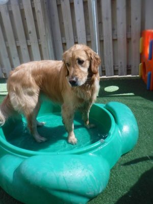 Golden Retriever in Pool