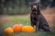 Chocolate Lab with Pumpkins