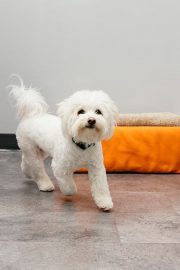 Bichon Frise dog walking in Dogtopia playroom