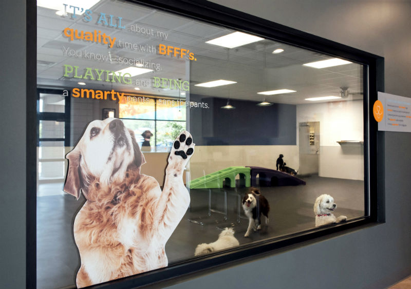 'View through the glass into the dogs'' playroom at Dogtopia of South Elgin.'