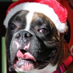 Dog Wearing Santa Hat