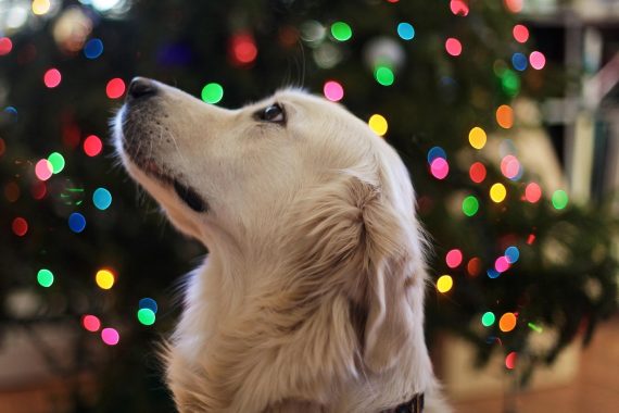 Dog looking at the Christmas tree lights