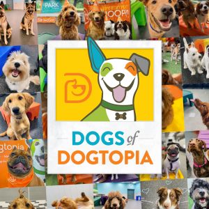 Dogs Of Dogtopia Calendar contest