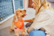 Dog wearing orange Dogtopia bandana being pet my female owner in front of Dogtopia location