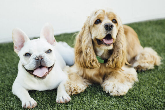 Two dogs, cocker spaniel and french bulldog, laying next to each other on grass outside