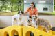 Dogs playing in Dogtopia dog daycare playroom.