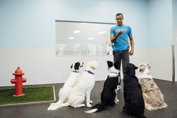 Group of dogs in playroom looking at Canine Coach