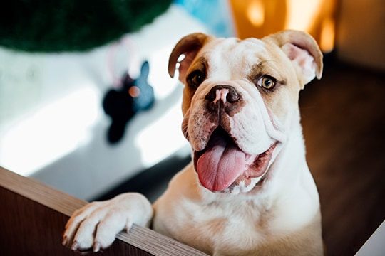 Bulldog on hind legs