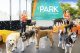 Group of dogs in Dogtopia Park playroom with two Canine Coaches