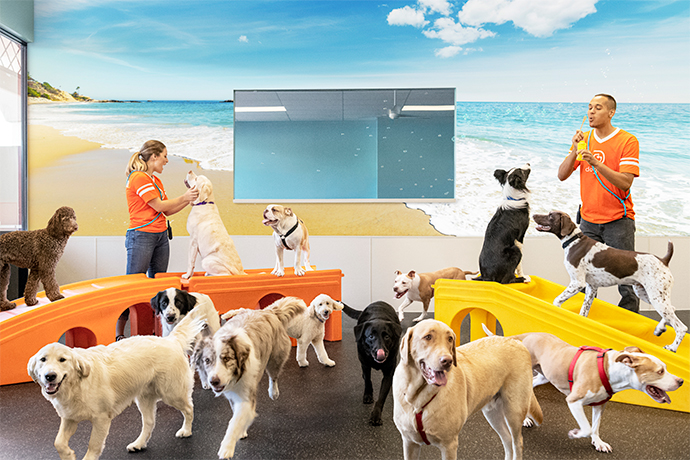 A group of dogs in a Dogtopia playroom with two Canine Coaches.