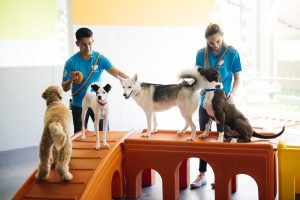 Dogtopia Canine Coaches with dogs in playroom