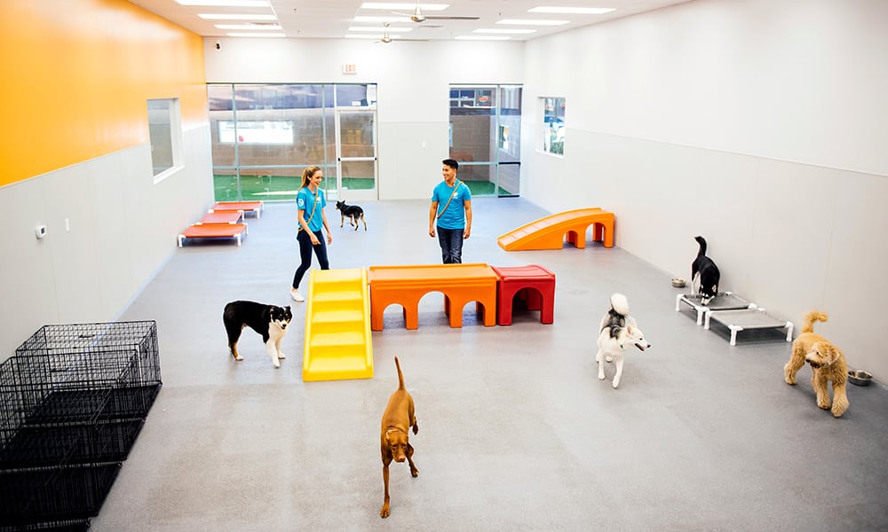 Dogtopia dog playground