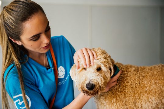 Canine coach Petting the Pup