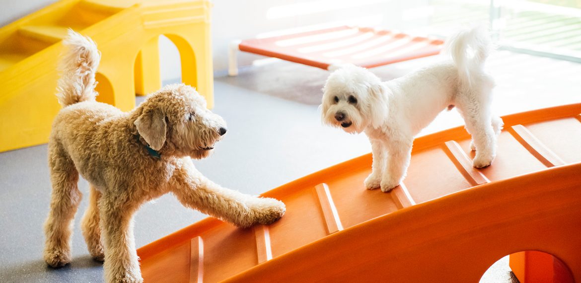 2 dogs play on a ramp