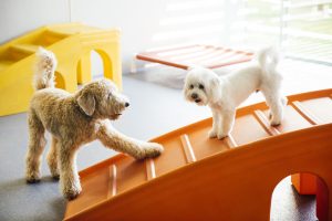 Puppy socialization at Dogtopia daycare centers.