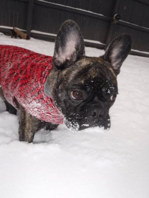 Frenchie in the Snow
