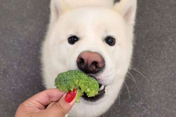 A hand holding a broccoli floret at a dog's mouth