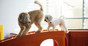 Big Dog and Small Dog Playing