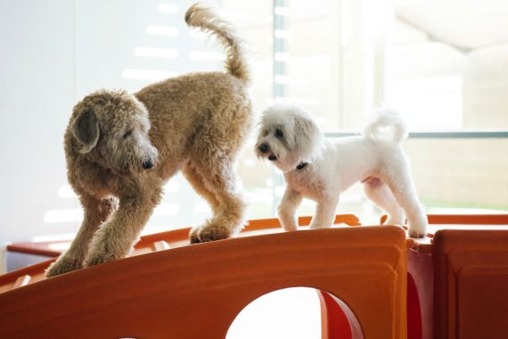 Big Dog and Small Dog Playing