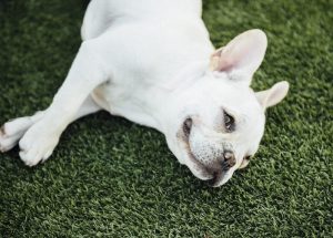 Frenchie Lying Down on Grass