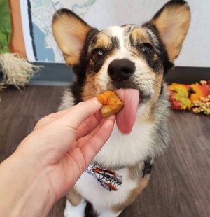 Worker giving a dog a treat
