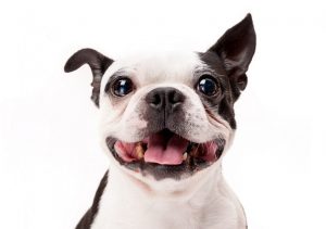 Smiling Boston Terrier Dog on White Background Close-up