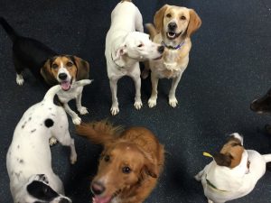 Golden retriever with friends