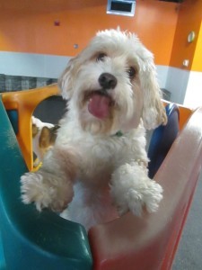 Funny dog posing for a picture