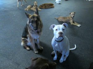Pitbull and German Shepherd puppy