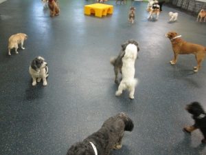 Dogs playing at Dogtopia