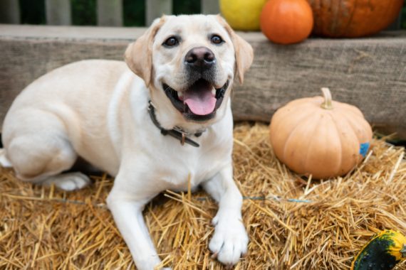 A white lab sitting on a haystack beside a medium-sized pumpkin.
