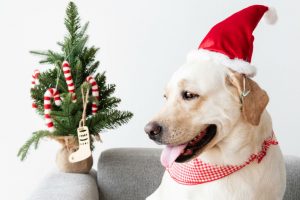 Dog in a Christmas hat beside mini tree with candy canes