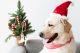 Dog in a Christmas hat beside mini tree with candy canes