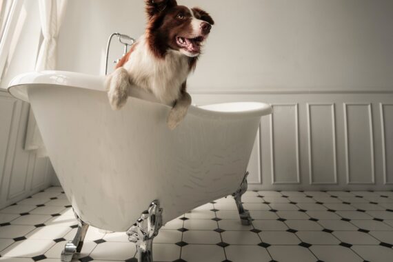Brown and white dog inside white, claw-tooth bathtub