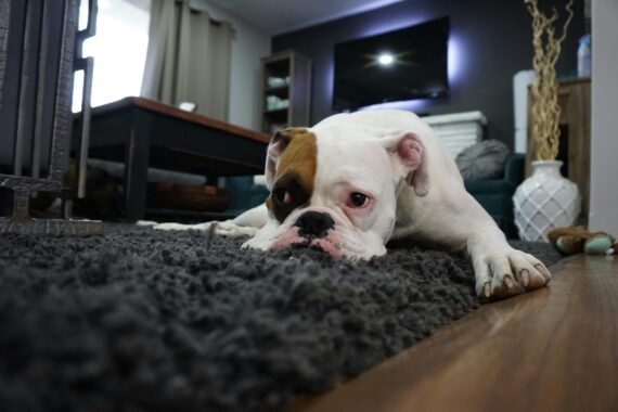 Dog, English Bulldog breed, laying down on floor at home with dark rug underneath.