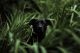 Black Dog Hiding in Grass