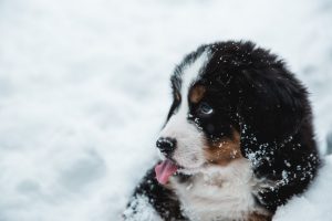 Bernese Puppy in the Snow