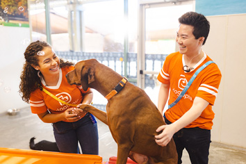 Dogtopia Canine Coaches petting dog in playroom