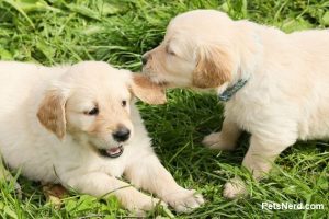 Two puppies playing in the grass