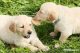 Two puppies playing in the grass