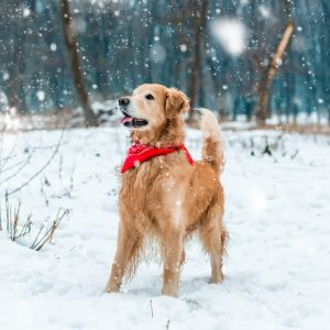 Golden Retriever Playing in Snow