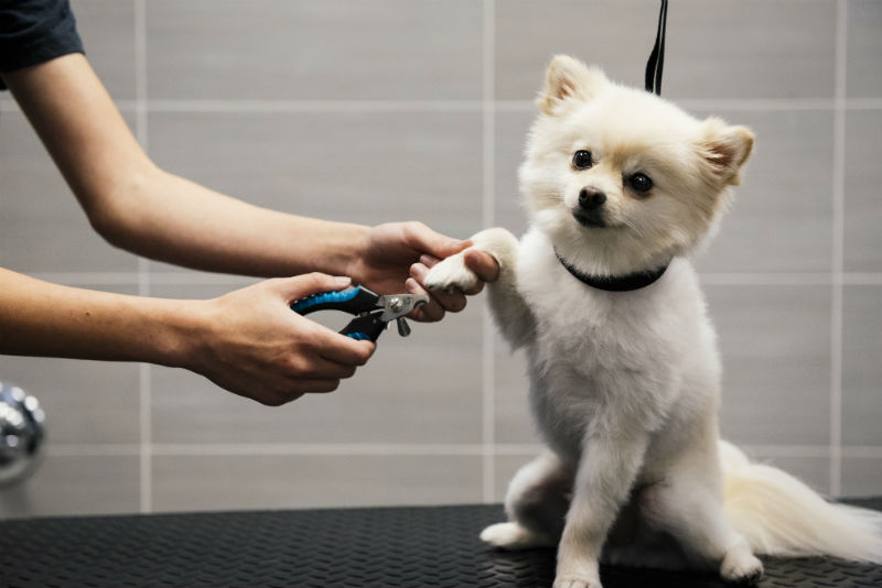 Small white dog getting its nails trimmed at Dogtopia of South Elgin Spa.