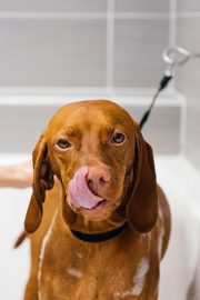 Dog taking bath at Dogtopia full-service dog spa