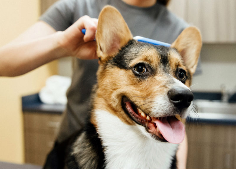 A dog is being brushed by a groomer at Dogtopia of South Elgin Spa.